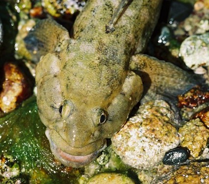 giant goby.JPG